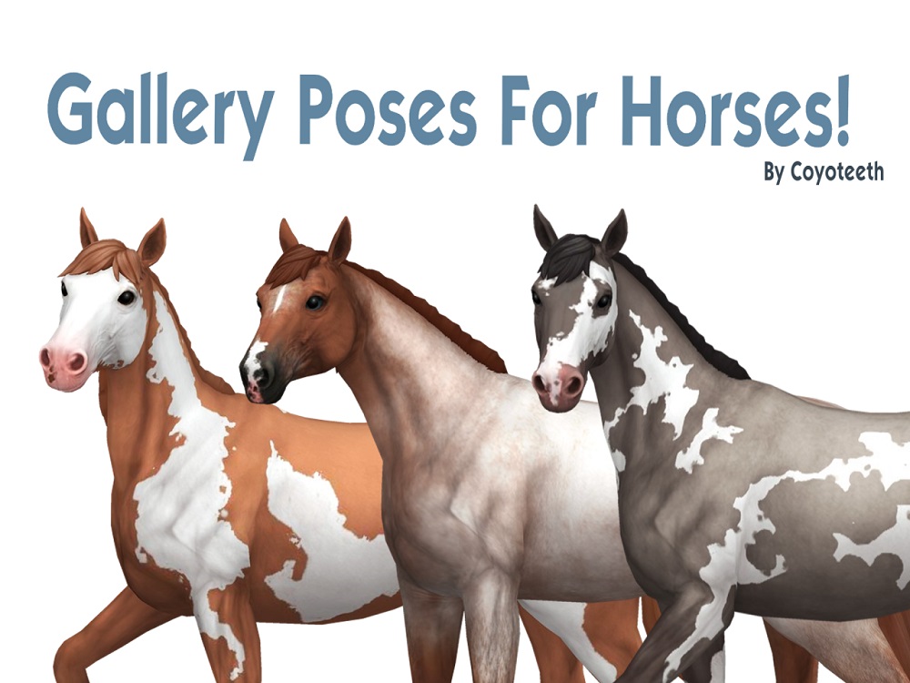 Galeria- Pozy dla koni na pierwszą fotke..jpg