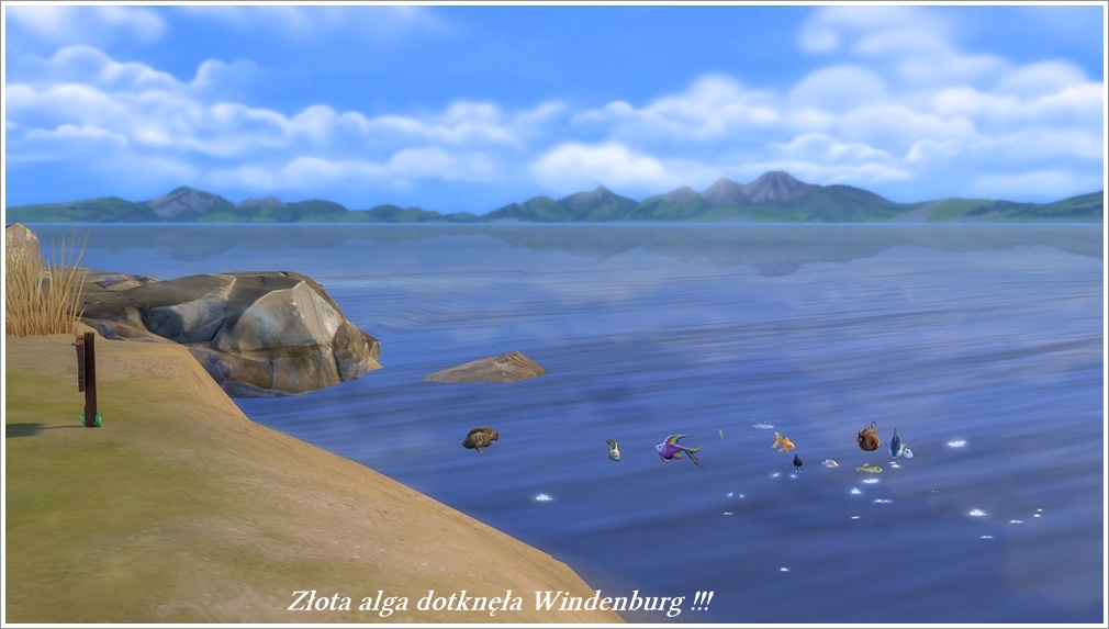 czyżby złota alga dotknęła Windenburg.jpg